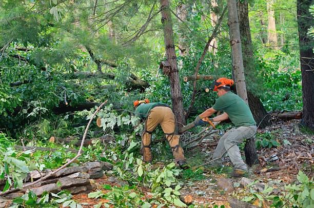 Large Tree Removal in Maxton, NC